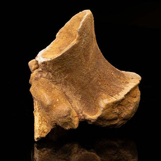 zAW |  Spinosaurus Vertebra // Ver. 1