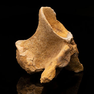 zAW |  Spinosaurus Vertebra // Ver. 1