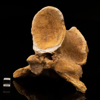 zAW |  Spinosaurus Vertebra // Ver. 1