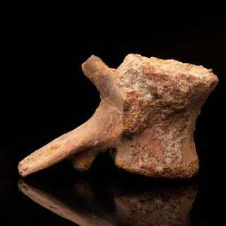 zAW |  Spinosaurus Vertebra // Ver. 2