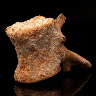 zAW |  Spinosaurus Vertebra // Ver. 2