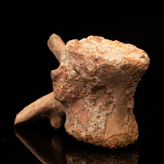 zAW |  Spinosaurus Vertebra // Ver. 2