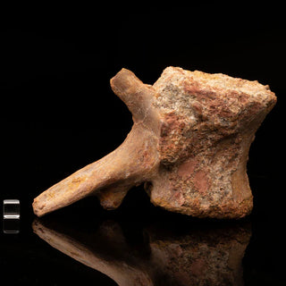 zAW |  Spinosaurus Vertebra // Ver. 2