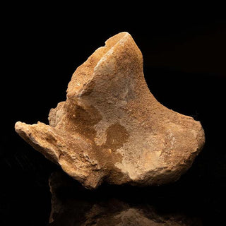 zAW |  Spinosaurus Vertebra // Ver. 3