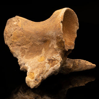 zAW |  Spinosaurus Vertebra // Ver. 3