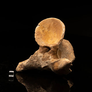 zAW |  Spinosaurus Vertebra // Ver. 3