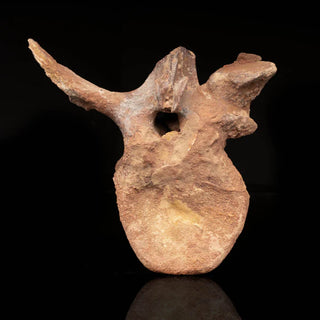 zAW |  Spinosaurus Vertebra // 3.7 Lb.