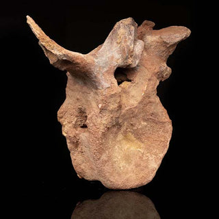 zAW |  Spinosaurus Vertebra // 3.7 Lb.