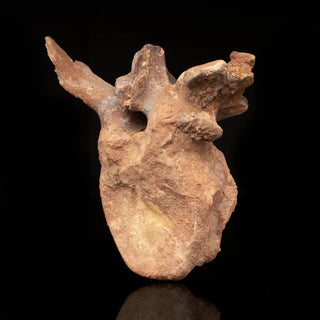 zAW |  Spinosaurus Vertebra // 3.7 Lb.