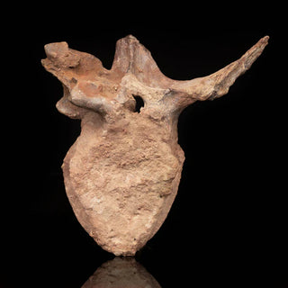 zAW |  Spinosaurus Vertebra // 3.7 Lb.