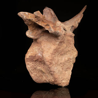 zAW |  Spinosaurus Vertebra // 3.7 Lb.