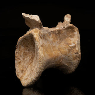 zAW |  Spinosaurus Vertebra // 476 Grams