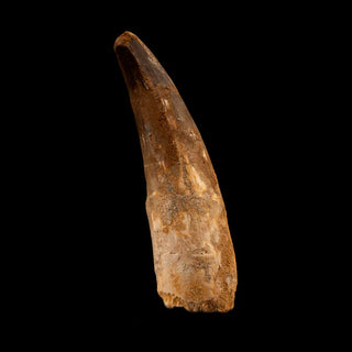 zAW |  Spinosaurus Tooth // 4-1/4" Long