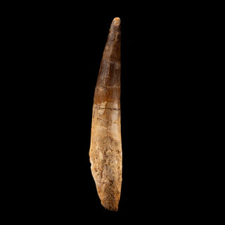 zAW |  Spinosaurus Tooth // 4-7/8" Long