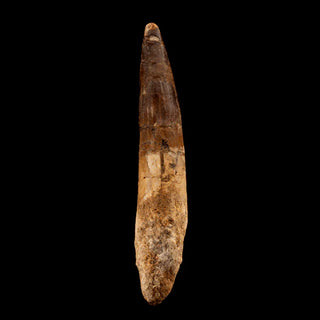 zAW |  Spinosaurus Tooth // 4-7/8" Long