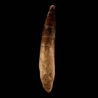 zAW |  Spinosaurus Tooth // 4-7/8" Long