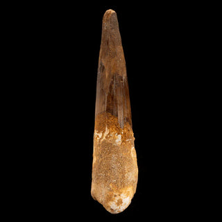 zAW |  Spinosaurus Tooth // 4-5/8" Long