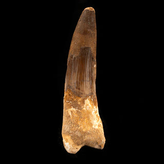 zAW |  Spinosaurus Tooth // 4-5/8" Long