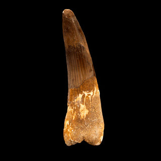 zAW |  Spinosaurus Tooth // 4-5/8" Long