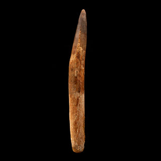 zAW |  Spinosaurus Tooth // 5-3/4" Long