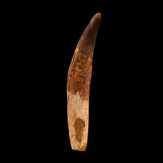 zAW |  Spinosaurus Tooth // 5-3/4" Long