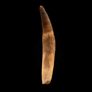 zAW |  Spinosaurus Tooth // 5-3/4" Long