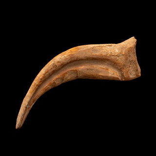 zAW |  Spinosaurus Hand Claw // 6-3/8" Long