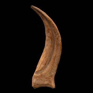 zAW |  Spinosaurus Hand Claw // 6-3/8" Long