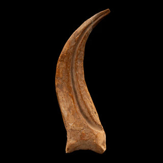 zAW |  Spinosaurus Hand Claw // 6-3/8" Long